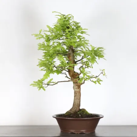 CHÊNE "QUERCUS CERRIS" 3-6
