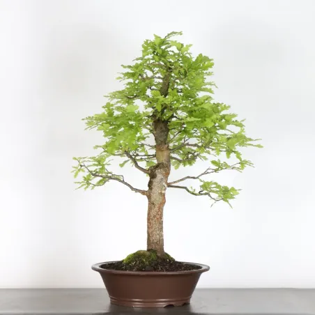image supplémentaire - OAK "QUERCUS CERRIS" 3-6