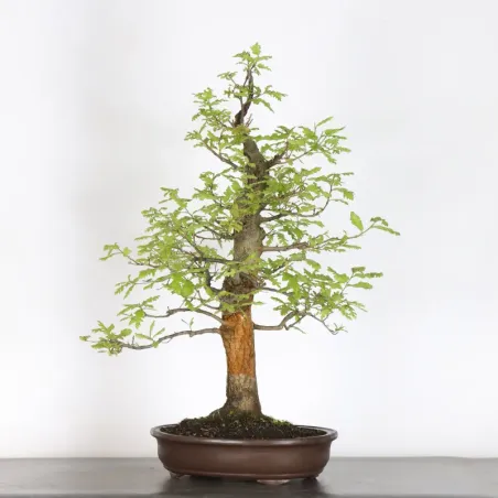 Bonsaï chêne  (Quercus cerris)  CHR-4-4