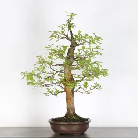 image supplémentaire - CHÊNE "QUERCUS CERRIS" 4-4