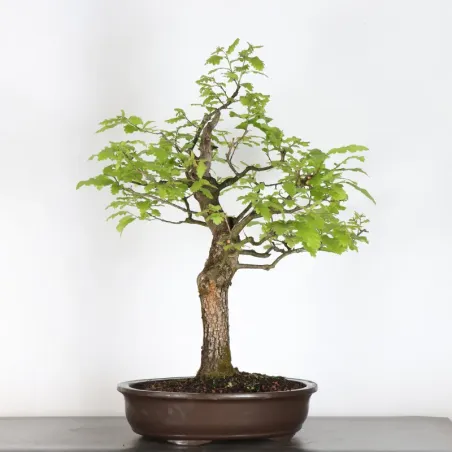 image supplémentaire - CHÊNE "QUERCUS CERRIS" 4-6
