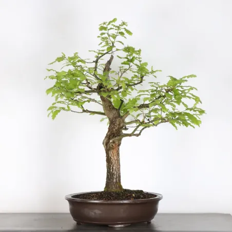 CHÊNE "QUERCUS CERRIS" 4-6