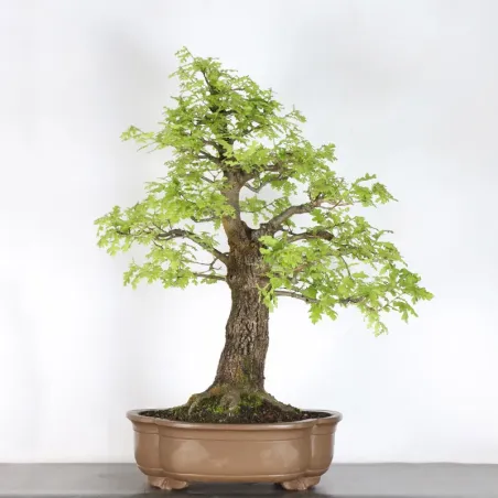 CHÊNE "QUERCUS CERRIS" 4-7