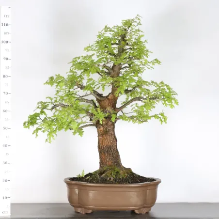 image supplémentaire - CHÊNE "QUERCUS CERRIS" 4-7