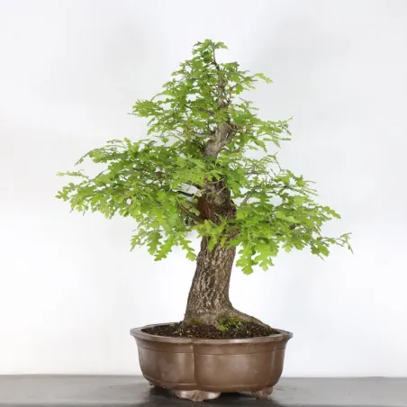 image supplémentaire - CHÊNE "QUERCUS CERRIS" 5-1