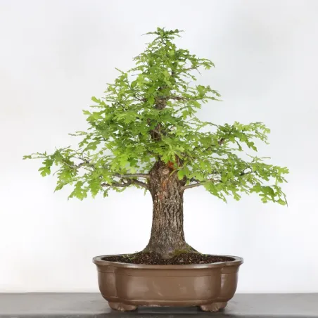 CHÊNE "QUERCUS CERRIS" 5-1