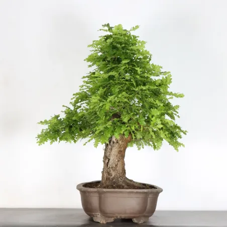 image supplémentaire - CHÊNE "QUERCUS CERRIS" 2-2