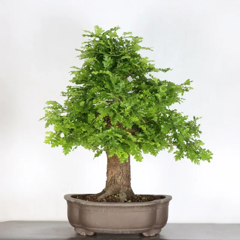 Bonsaï chêne pédonculé (Quercus Robur) CHR-2-2