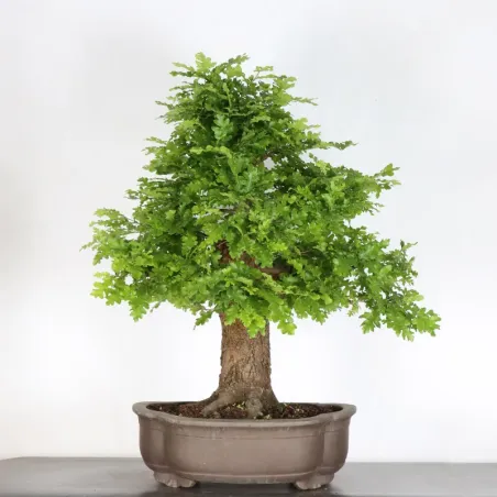 Bonsaï chêne pédonculé (Quercus Robur) CHR-2-2