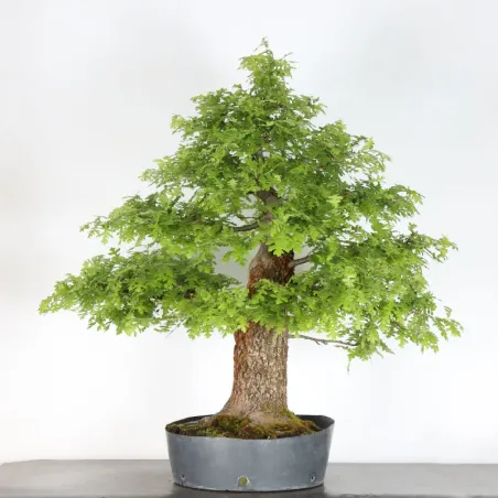 Bonsaï chêne pédonculé (Quercus Robur) CHR-4-2