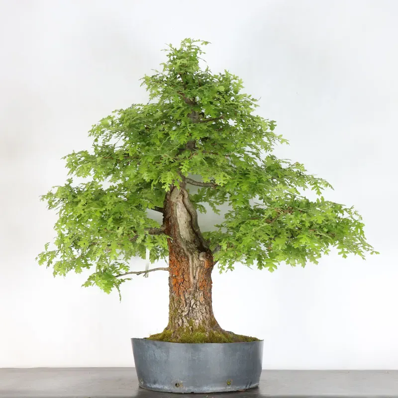 image supplémentaire - CHÊNE "QUERCUS CERRIS" 4-2
