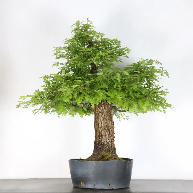 Bonsaï chêne pédonculé (Quercus Robur) CHR-4-3
