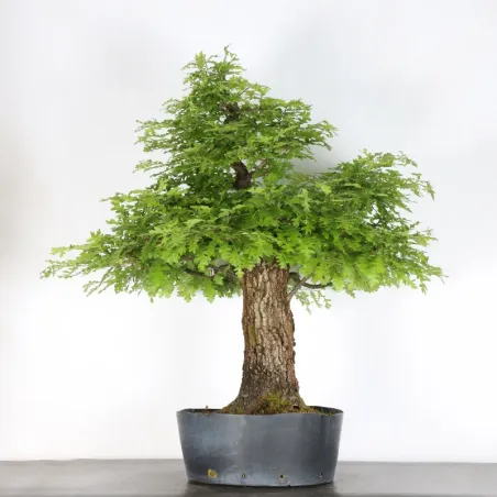 OAK BONSAI "QUERCUS CERRIS" 4-3