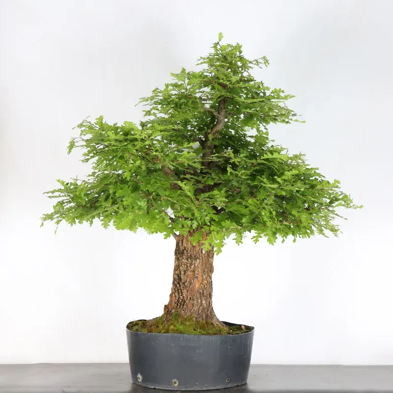 image supplémentaire - CHÊNE "QUERCUS CERRIS" 4-3