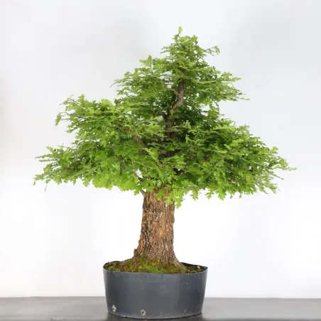image supplémentaire - CHÊNE "QUERCUS CERRIS" 4-3