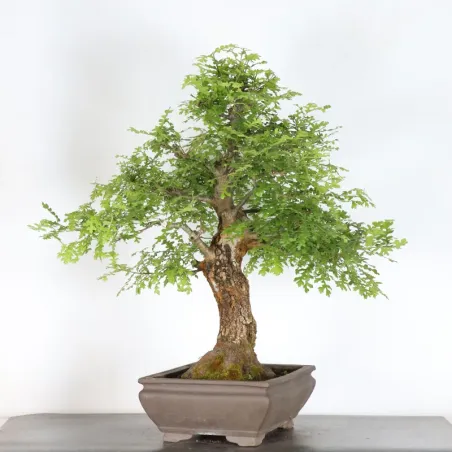 Bonsaï chêne pédonculé (Quercus Robur) CHR-4-1