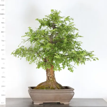 image supplémentaire - CHÊNE "QUERCUS CERRIS" 4-1