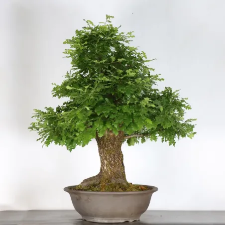 image supplémentaire - CHÊNE "QUERCUS CERRIS" 3-9