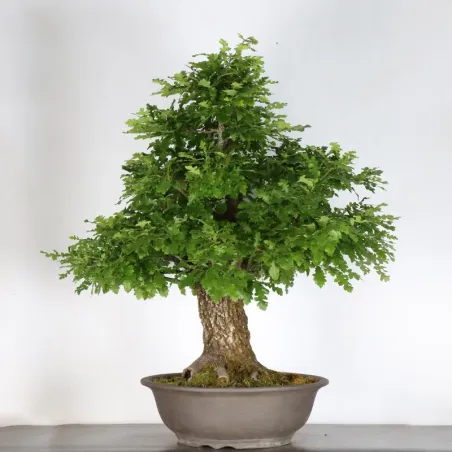 OAK BONSAI "QUERCUS CERRIS" 3-9
