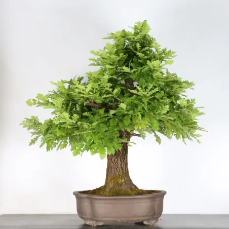 OAK BONSAI "QUERCUS CERRIS" 3-7