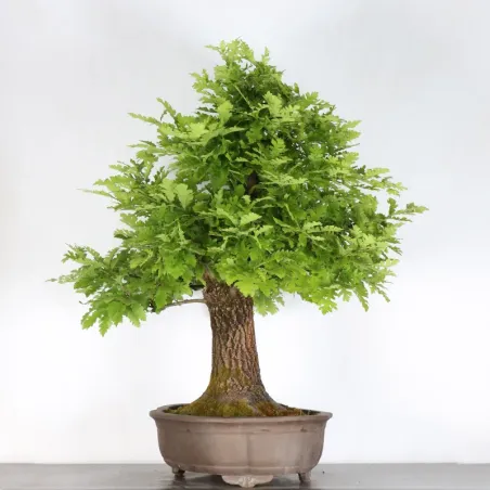 image supplémentaire - CHÊNE "QUERCUS CERRIS" 3-7