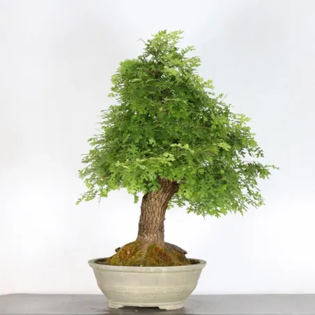 image supplémentaire - CHÊNE "QUERCUS CERRIS" 3-10