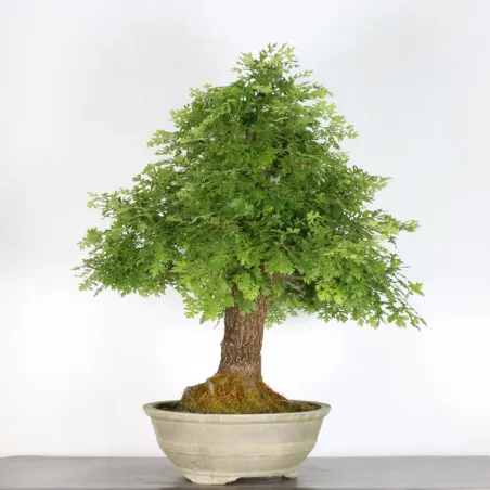 CHÊNE "QUERCUS CERRIS" 3-10