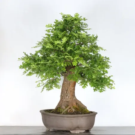 image supplémentaire - CHÊNE "QUERCUS CERRIS" 3-4