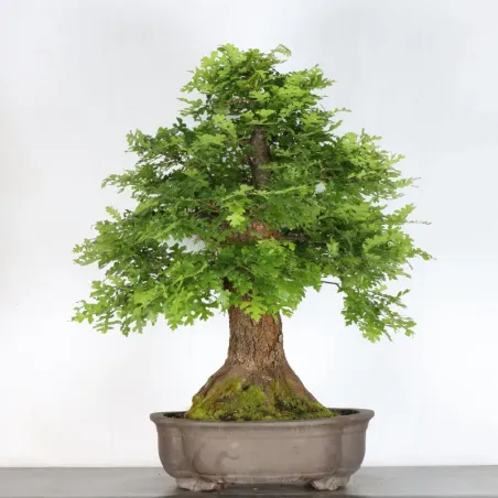 CHÊNE "QUERCUS CERRIS" 3-4