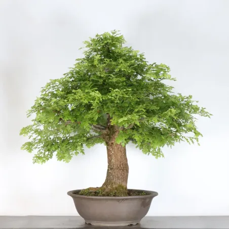 CHÊNE "QUERCUS CERRIS" 3-5