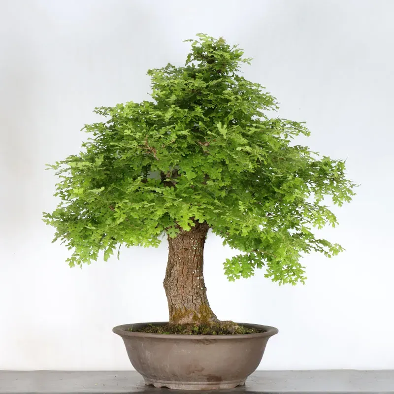 image supplémentaire - CHÊNE "QUERCUS CERRIS" 3-5