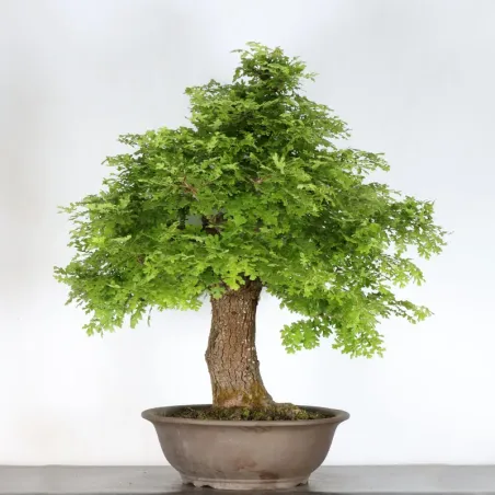 image supplémentaire - CHÊNE "QUERCUS CERRIS" 3-5