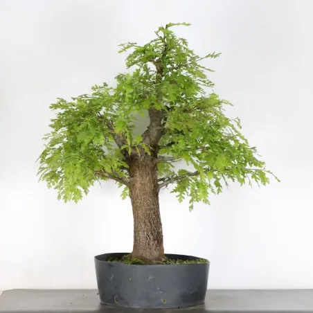 CHÊNE "QUERCUS CERRIS" 2-3