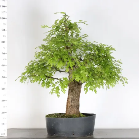 image supplémentaire - CHÊNE "QUERCUS CERRIS" 2-3