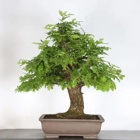 Bonsaï chêne pédonculé (Quercus Robur) CHR-2-4
