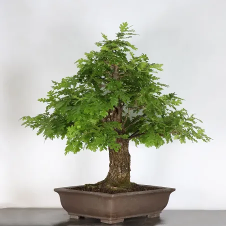 image supplémentaire - OAK BONSAI "QUERCUS CERRIS"...
