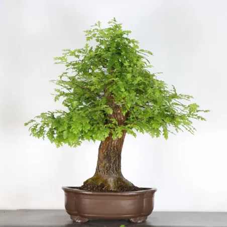 Chêne "quercus cerris" 2-6
