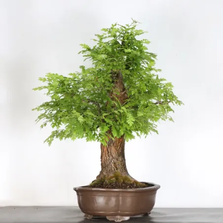 image supplémentaire - Chêne "quercus cerris" 2-6