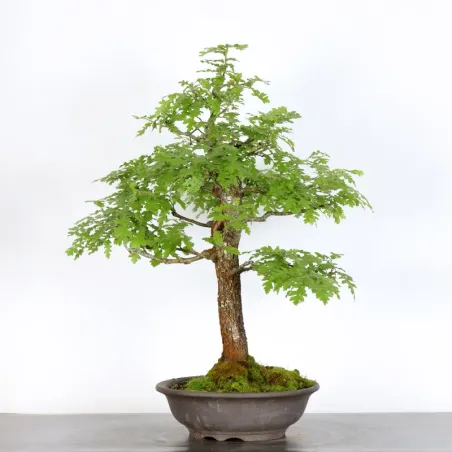 OAK "QUERCUS CERRIS" 1-1