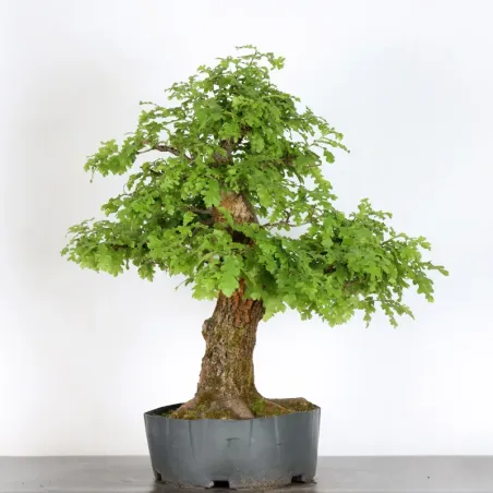CHÊNE "QUERCUS CERRIS" 1-3