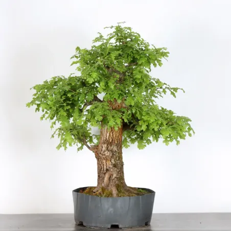 image supplémentaire - CHÊNE "QUERCUS CERRIS" 1-3