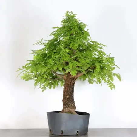 OAK "Quercus cerris" 1-6