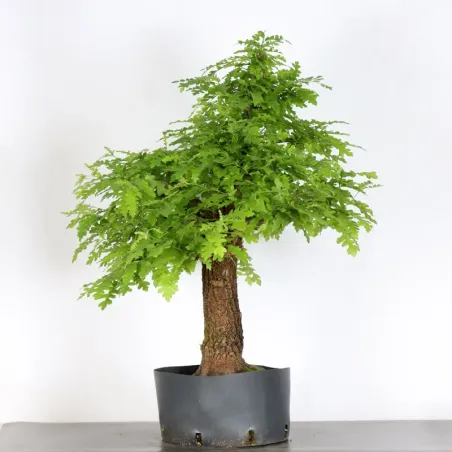 image supplémentaire - OAK "Quercus cerris" 1-6