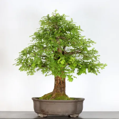 Bonsaï chêne pédonculé (Quercus Robur) 35 ans CHR-3-2