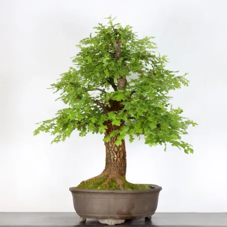 image supplémentaire - CHÊNE "QUERCUS CERRIS" 3-2