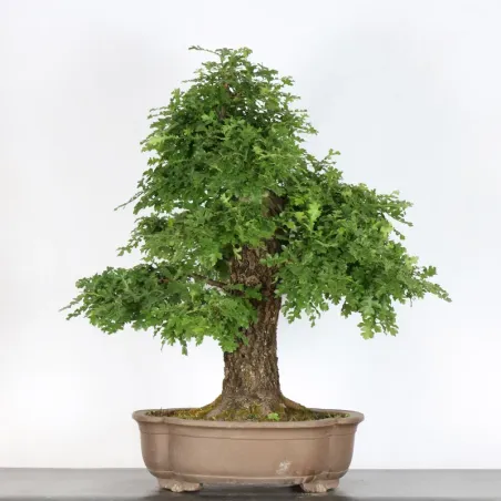 CHÊNE "QUERCUS CERRIS" 3-1