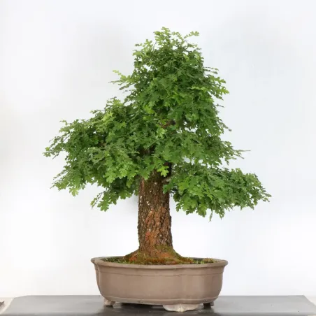 image supplémentaire - CHÊNE "QUERCUS CERRIS" 3-1