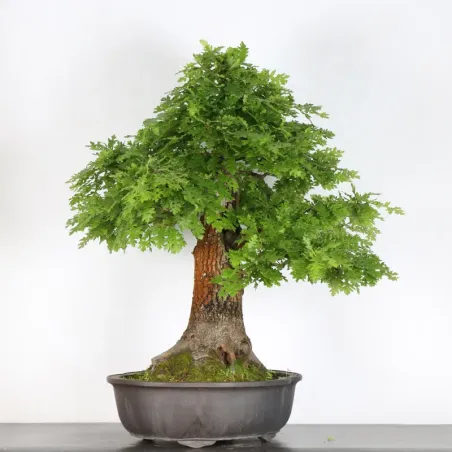 CHÊNE "QUERCUS CERRIS" 3-3