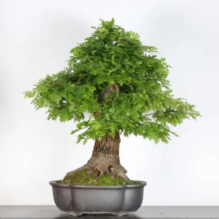 image supplémentaire - CHÊNE "QUERCUS CERRIS" 3-3