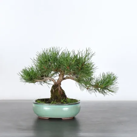 Pin mugo bonsai PM-1-14